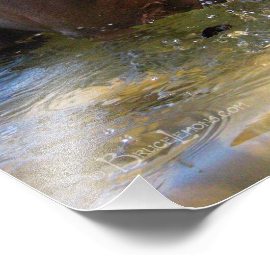 Chocolade Lab Pit Mix Dog Drooling Foto Afdruk (Hoek)