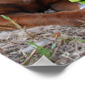 Chocolade Lab Pit Mix Dog en Speelgoed Poster (Hoek)