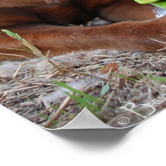 Chocolade Lab Pit Mix Dog en Speelgoed Poster (Hoek)