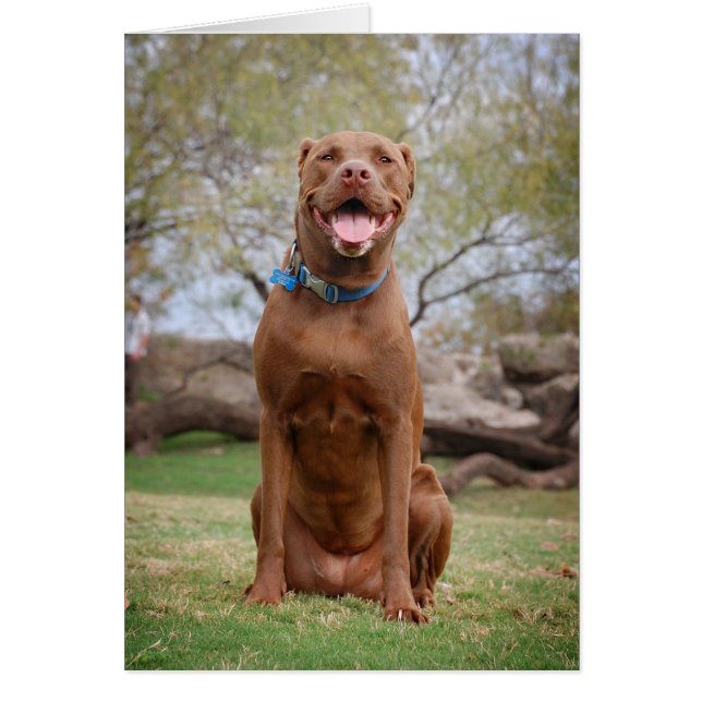 Chocolade Lab Pit Mix Dog glimlachen 2 (Voorkant)
