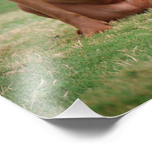 Chocolade Lab Pit Mix Dog glimlachen 2 Foto Afdruk (Hoek)