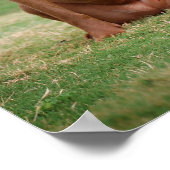 Chocolade Lab Pit Mix Dog glimlachen 2 Poster (Hoek)