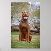 Chocolade Lab Pit Mix Dog glimlachen 2 Poster (Voorkant)