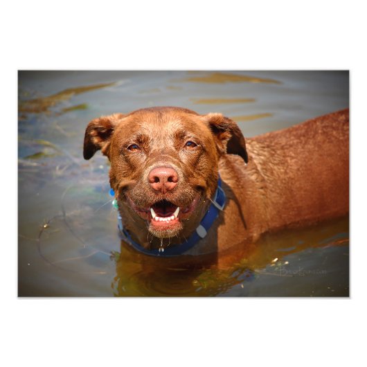 Chocolade Lab Pit Mix Dog glimlachen Foto Afdruk (Voorkant)