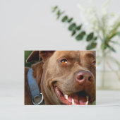 Chocolade Lab Pit Mix Dog Happy Smile Briefkaart (Staand voorkant)