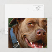 Chocolade Lab Pit Mix Dog Happy Smile Briefkaart (Voorkant / Achterkant)