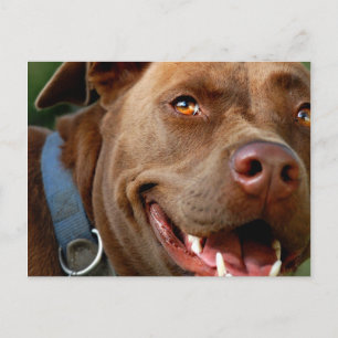 Chocolade Lab Pit Mix Dog Happy Smile Briefkaart