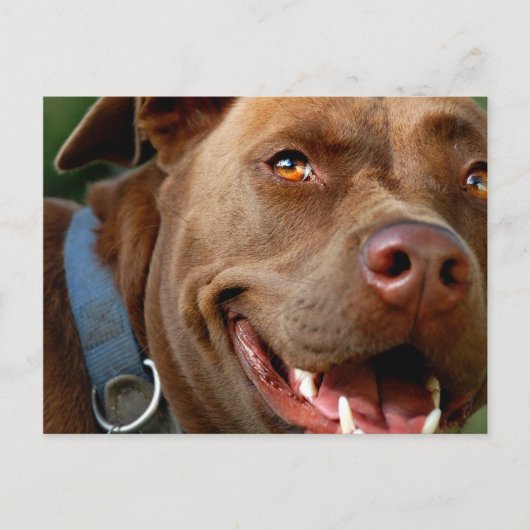Chocolade Lab Pit Mix Dog Happy Smile Briefkaart (Voorkant)