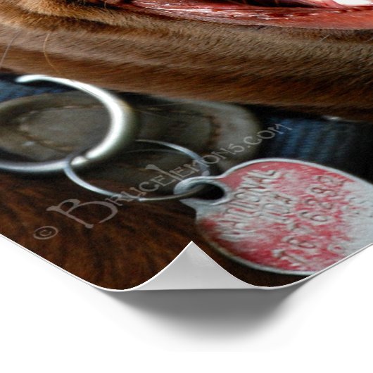 Chocolade Lab Pit Mix Dog Happy Smile Poster (Hoek)