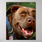 Chocolade Lab Pit Mix Dog Happy Smile Poster (Voorkant)