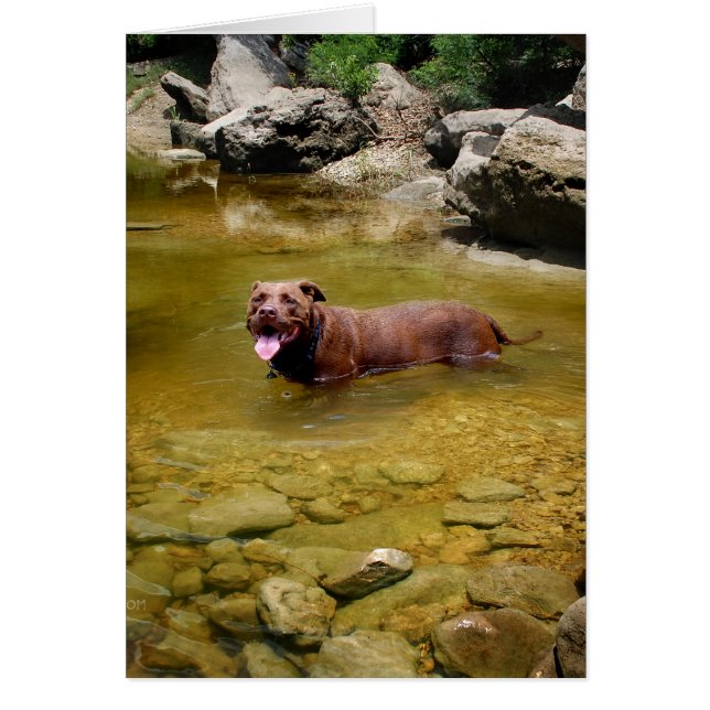 Chocolade Lab Pit Mix Dog in de Zwembloge (Voorkant)