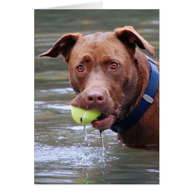 Chocolade Lab Pit Mix Dog met bal (Voorkant)