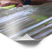 Chocolade Lab Pit Mix Dog met bal Foto Afdruk (Hoek)