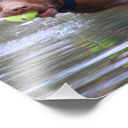 Chocolade Lab Pit Mix Dog met bal Foto Afdruk (Hoek)