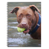Chocolade Lab Pit Mix Dog met bal Notitieboek (Voorkant)