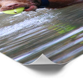 Chocolade Lab Pit Mix Dog met bal Poster (Hoek)