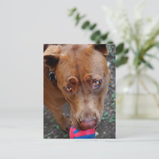 Chocolade Lab Pit Mix Dog met Ball 2 Briefkaart (Staand voorkant)