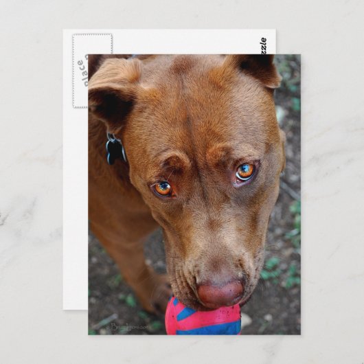 Chocolade Lab Pit Mix Dog met Ball 2 Briefkaart (Voorkant / Achterkant)