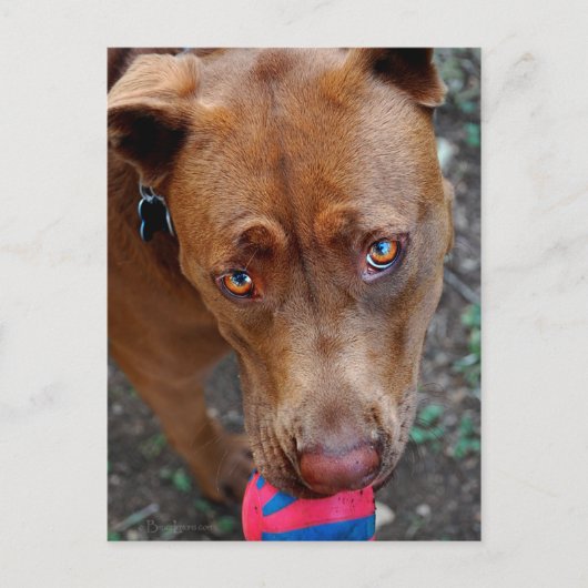 Chocolade Lab Pit Mix Dog met Ball 2 Briefkaart (Voorkant)