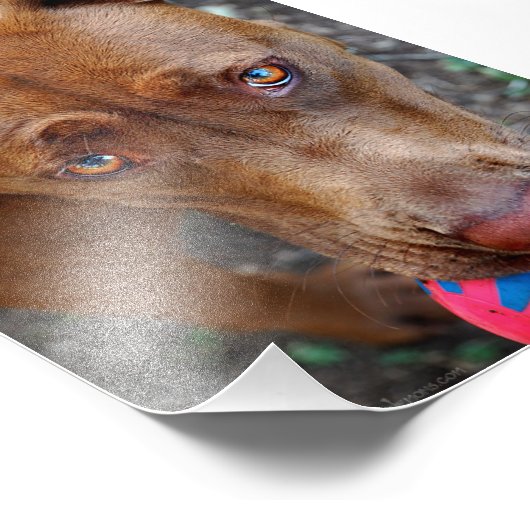 Chocolade Lab Pit Mix Dog met Ball 2 Foto Afdruk (Hoek)