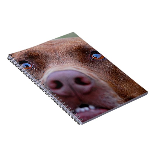 Chocolade Lab Pit Mix Dog Nose Notitieboek (Rechterzijde)
