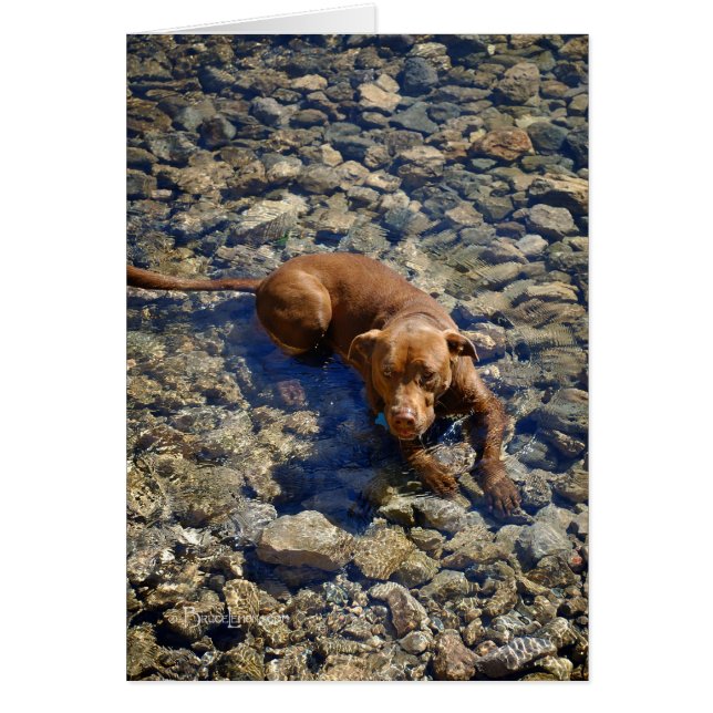 Chocolade Lab Pit Mix Dog op de Rocks (Voorkant)