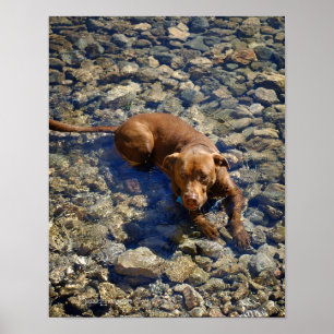 Chocolade Lab Pit Mix Dog op de Rocks Poster