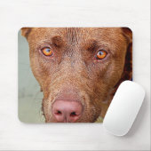 Chocolade Lab Pit Mix Dog Portret 2 Muismat (Met muis)