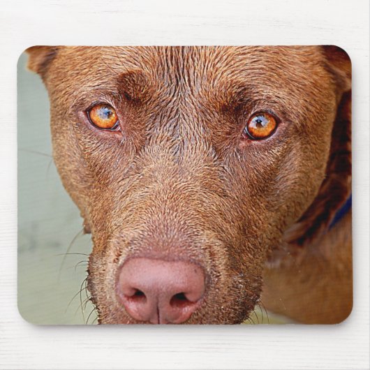 Chocolade Lab Pit Mix Dog Portret 2 Muismat (Voorkant)
