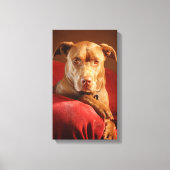 Chocolade Lab Pit Mix Dog Portret 3 Canvas Afdruk (Voorkant)