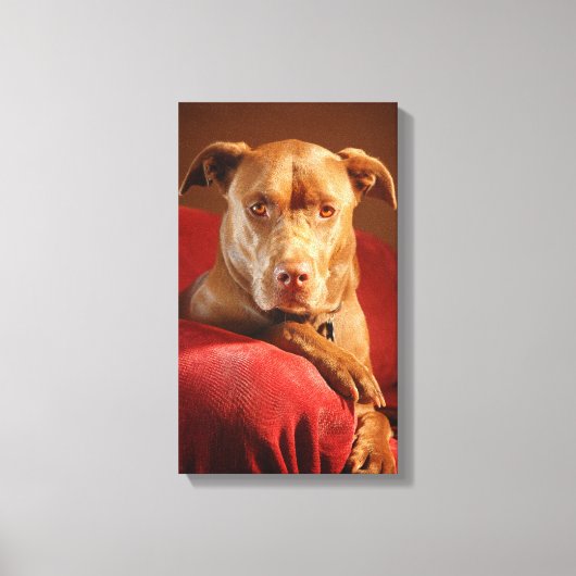 Chocolade Lab Pit Mix Dog Portret 3 Canvas Afdruk (Voorkant)