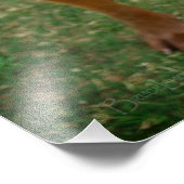 Chocolade Lab Pit Mix Dog Portret 4 Foto Afdruk (Hoek)