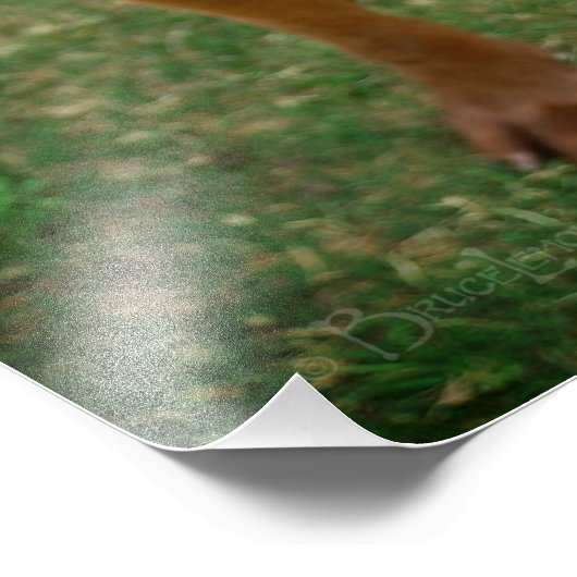 Chocolade Lab Pit Mix Dog Portret 4 Foto Afdruk (Hoek)