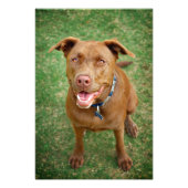 Chocolade Lab Pit Mix Dog Portret 4 Foto Afdruk (Voorkant)