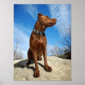 Chocolade Lab Pit Mix Dog Portret 6 Poster (Voorkant)
