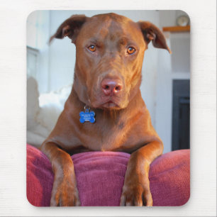 Chocolade Lab Pit Mix Dog Portret Muismat