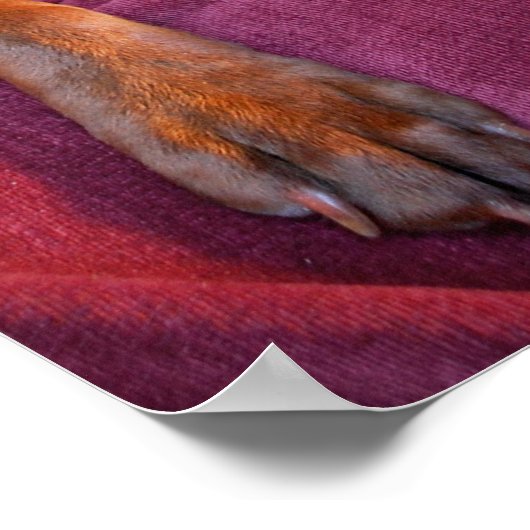 Chocolade Lab Pit Mix Dog Portret Poster (Hoek)