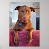 Chocolade Lab Pit Mix Dog Portret Poster (Voorkant)