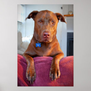 Chocolade Lab Pit Mix Dog Portret Poster