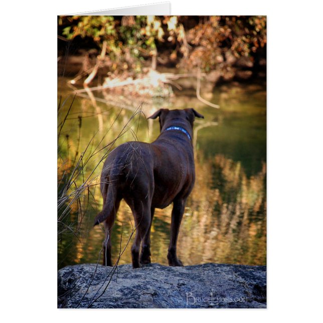 Chocolade Lab Pit Mix Dog Serene (Voorkant)