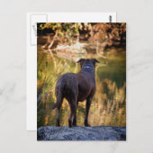 Chocolade Lab Pit Mix Dog Serene Briefkaart (Voorkant / Achterkant)