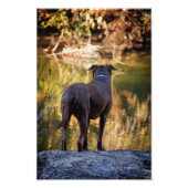 Chocolade Lab Pit Mix Dog Serene Foto Afdruk (Voorkant)