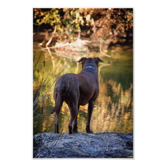 Chocolade Lab Pit Mix Dog Serene Foto Afdruk (Voorkant)