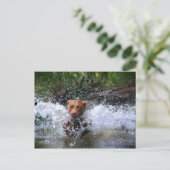 Chocolade Lab Pit Mix Dog Splashing 4 Briefkaart (Staand voorkant)