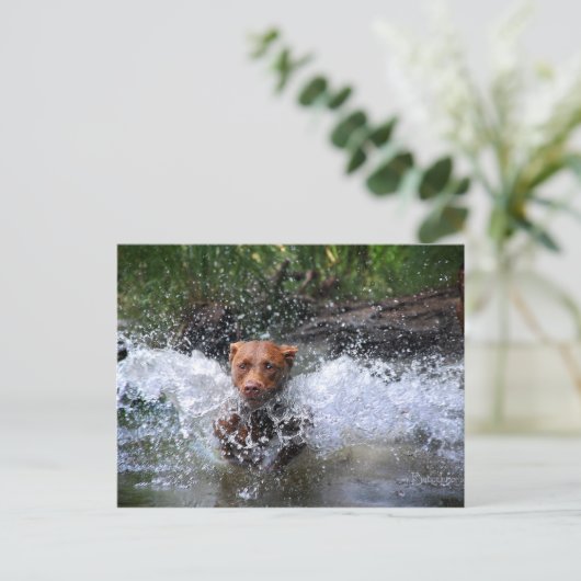 Chocolade Lab Pit Mix Dog Splashing 4 Briefkaart (Staand voorkant)