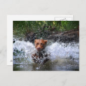 Chocolade Lab Pit Mix Dog Splashing 4 Briefkaart (Voorkant / Achterkant)