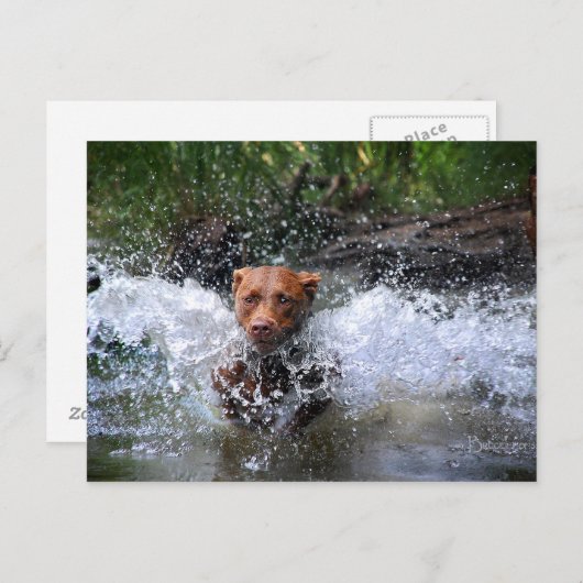 Chocolade Lab Pit Mix Dog Splashing 4 Briefkaart (Voorkant / Achterkant)