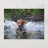 Chocolade Lab Pit Mix Dog Splashing 4 Briefkaart (Voorkant)