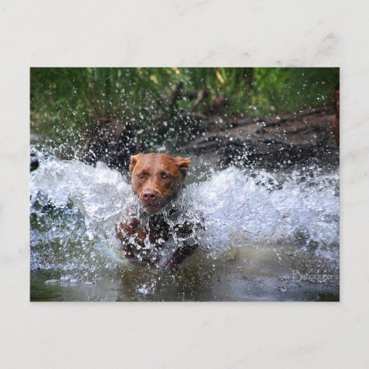 Chocolade Lab Pit Mix Dog Splashing 4 Briefkaart (Voorkant)