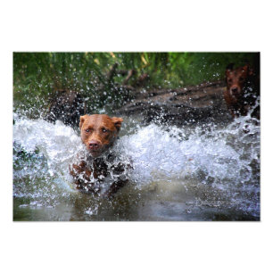 Chocolade Lab Pit Mix Dog Splashing 4 Foto Afdruk